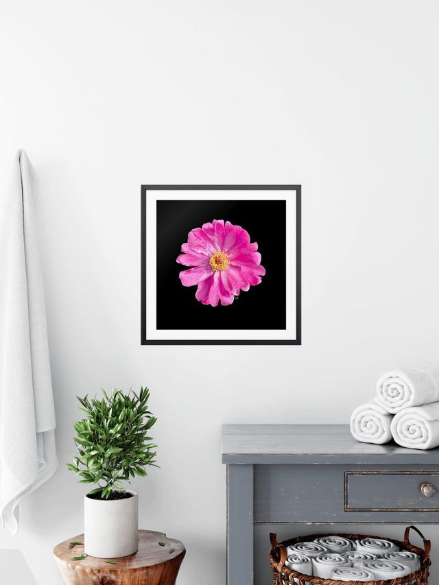 "Popstar Peony" Pink Peony