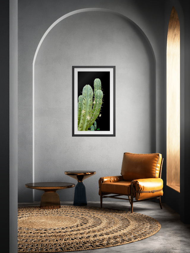 "Prickly Perfection" Desert Collection