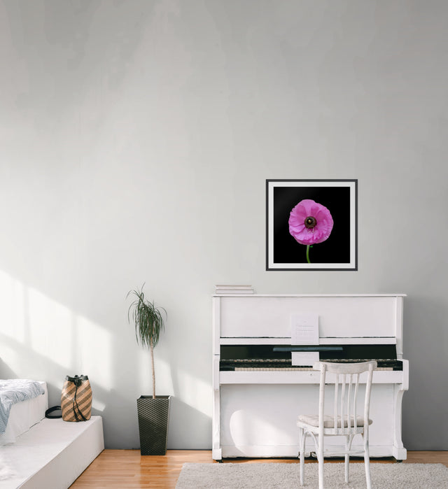 "Ranuncu Love" Pink Ranunculas