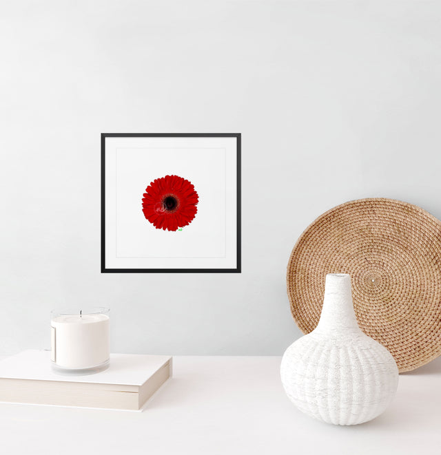 "Red Flared Gerber" Red Gerber