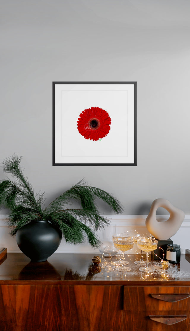 "Red Flared Gerber" Red Gerber