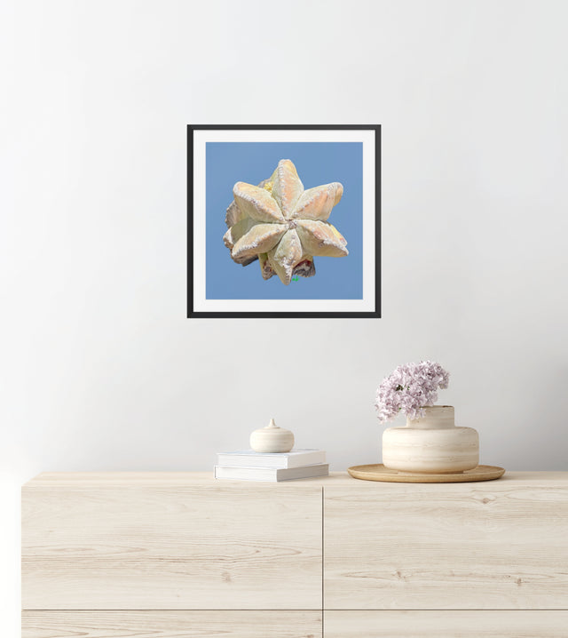 "Stargazing Succulent" Desert Collection