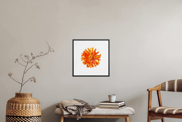 "Sun Kissed Zinnia" Orange Zinnia