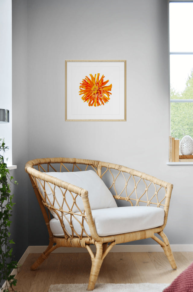 "Sun Kissed Zinnia" Orange Zinnia