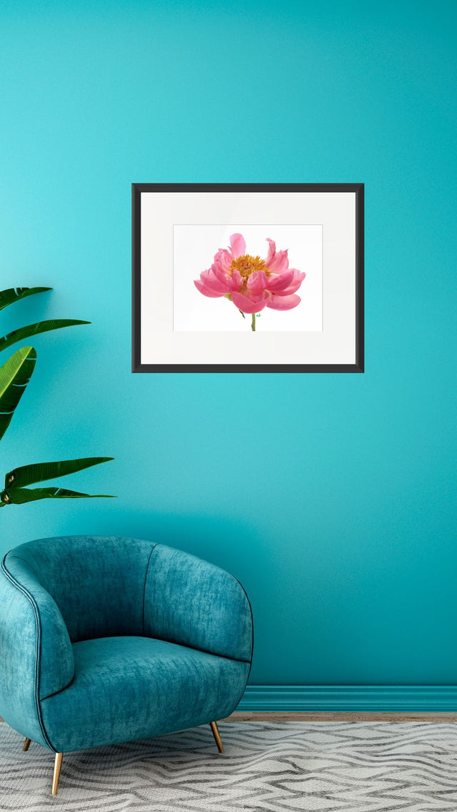 "Wild One" Pink Peony