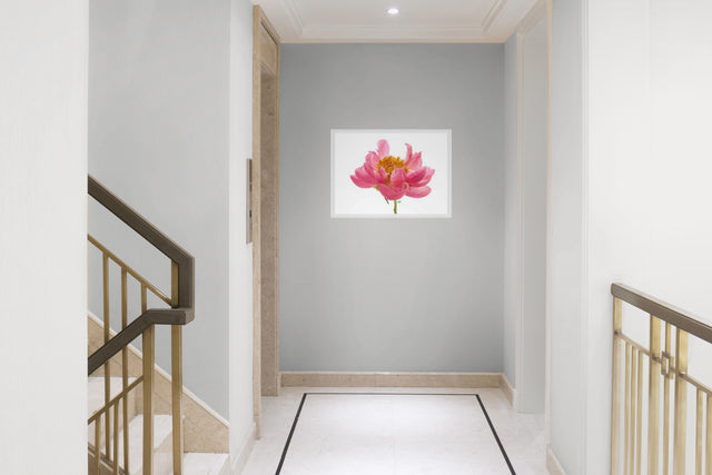 "Wild One" Pink Peony
