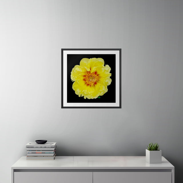 "Yellow Bombshell" Yellow Peony