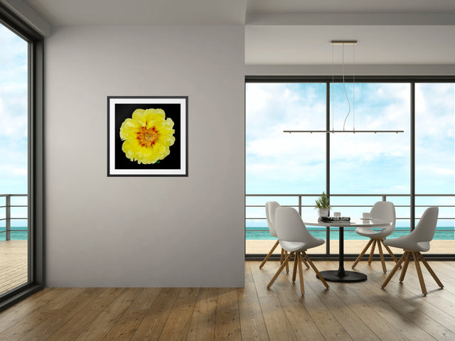 "Yellow Bombshell" Yellow Peony